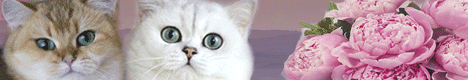 Precious Plush Dream-питомник британских кошек серебристых и золотых окрасов.